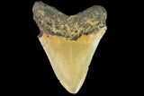 Fossil Megalodon Tooth - North Carolina #109855-2